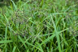 Attēlu rezultāti vaicājumam “Scirpus sylvaticus flower”