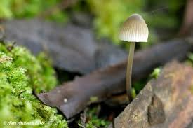 Attēlu rezultāti vaicājumam “Mycena filopes”