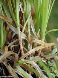 Attēlu rezultāti vaicājumam “Carex disperma”