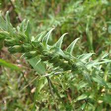 Attēlu rezultāti vaicājumam “Odontites vulgaris fruit”