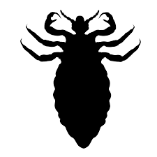 Attēlu rezultāti vaicājumam “Phthiraptera”