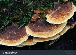 Attēlu rezultāti vaicājumam “Inonotus radiatus”