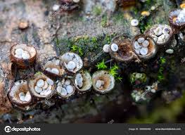 Attēlu rezultāti vaicājumam “Crucibulum laeve”