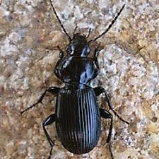 Attēlu rezultāti vaicājumam “Pterostichus aethiops”