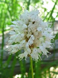 Attēlu rezultāti vaicājumam “Polygonaceae”