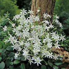Attēlu rezultāti vaicājumam “Ornithogalum umbellatum flower”