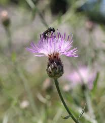 Attēlu rezultāti vaicājumam “Centaurea stoebe”