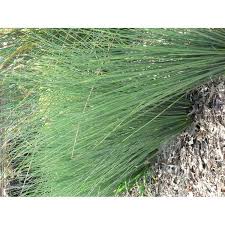 Attēlu rezultāti vaicājumam “Juncus inflexus”