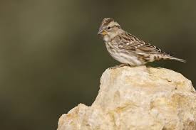 Image result for Petronia petronia