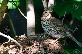 Attēlu rezultāti vaicājumam “Turdus philomelos nest”