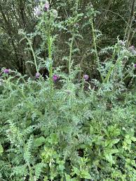 Attēlu rezultāti vaicājumam “Carduus crispus”