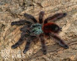 Attēlu rezultāti vaicājumam “Badhamia versicolor”