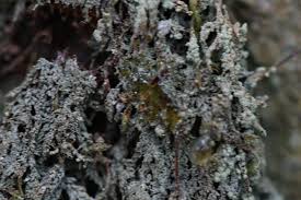 Attēlu rezultāti vaicājumam “Trapeliopsis granulosa”