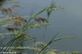 Attēlu rezultāti vaicājumam “Phalaroides arundinacea fruit”