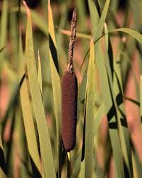 Attēlu rezultāti vaicājumam “Typha latifolia”