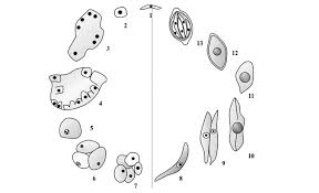 Attēlu rezultāti vaicājumam “Aphodius subterraneus imago”