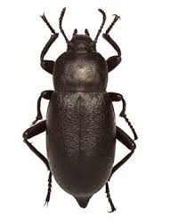 Attēlu rezultāti vaicājumam “Blaps mortisaga”