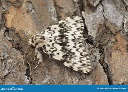 Attēlu rezultāti vaicājumam “Lymantria monacha”