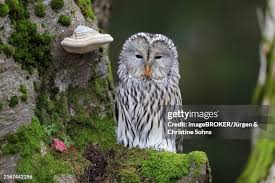 Attēlu rezultāti vaicājumam “Strix uralensis adult”