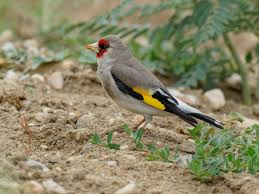 Attēlu rezultāti vaicājumam “Carduelis carduelis”