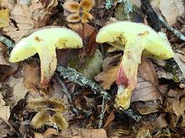 Attēlu rezultāti vaicājumam “Xerocomus chrysenteron”