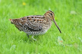 Image result for Gallinago gallinago