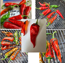 Afbeeldingsresultaat voor numex chimayo hot pepper