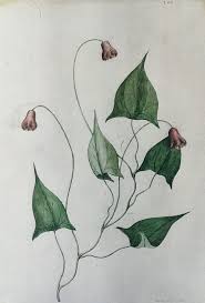 Image result for Thaddus Haenke