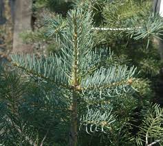 Attēlu rezultāti vaicājumam “Abies concolor”