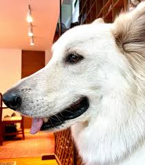 「アレックス・シェパード」の画像検索結果