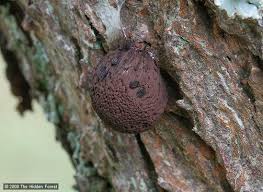 Attēlu rezultāti vaicājumam “Stemonitis virginiensis spores”