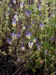 Attēlu rezultāti vaicājumam “Viola arvensis bud”