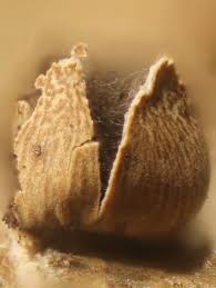 Attēlu rezultāti vaicājumam “Diderma rufostriatum”