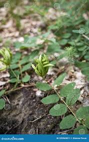 Attēlu rezultāti vaicājumam “Astragalus glycyphyllos fruit”