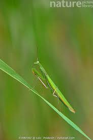 Attēlu rezultāti vaicājumam “Mantis religiosa”