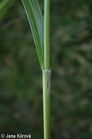 Attēlu rezultāti vaicājumam “Scirpus sylvaticus fruit”