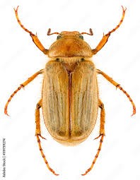 Attēlu rezultāti vaicājumam “Amphimallon solstitiale imago”