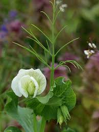 Attēlu rezultāti vaicājumam “Pisum sativum flower”