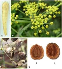 Attēlu rezultāti vaicājumam “Pastinaca sativa subsp. sylvestris fruit”
