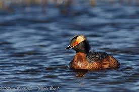 Image result for Podiceps auritus