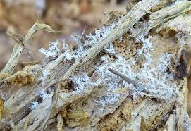 Attēlu rezultāti vaicājumam “Physarum licheniforme sessile”