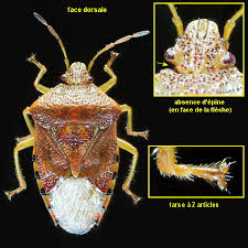Attēlu rezultāti vaicājumam “Elasmucha grisea imago”