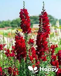 Attēlu rezultāti vaicājumam “Antirrhinum majus flower”