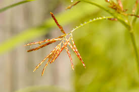 Attēlu rezultāti vaicājumam “Gramineae”