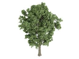 Attēlu rezultāti vaicājumam “Populus x canescens”