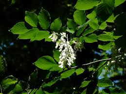 Attēlu rezultāti vaicājumam “Cladrastis kentukea leaf”