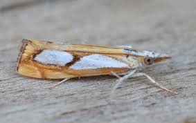 Attēlu rezultāti vaicājumam “Catoptria margaritella”