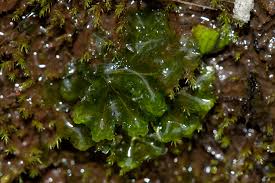 Attēlu rezultāti vaicājumam “Blasia pusilla”