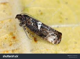 Attēlu rezultāti vaicājumam “Acrolepiopsis assectella”