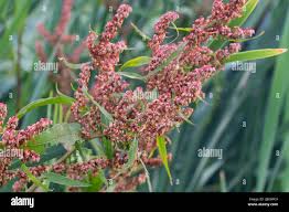 Attēlu rezultāti vaicājumam “Rumex hydrolapathum fruit”